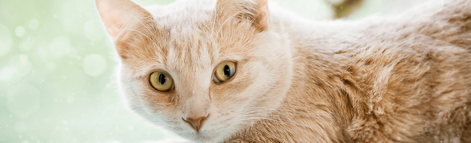 Cat Deworming Symptoms Treatment Catrysse Veterinary Clinic