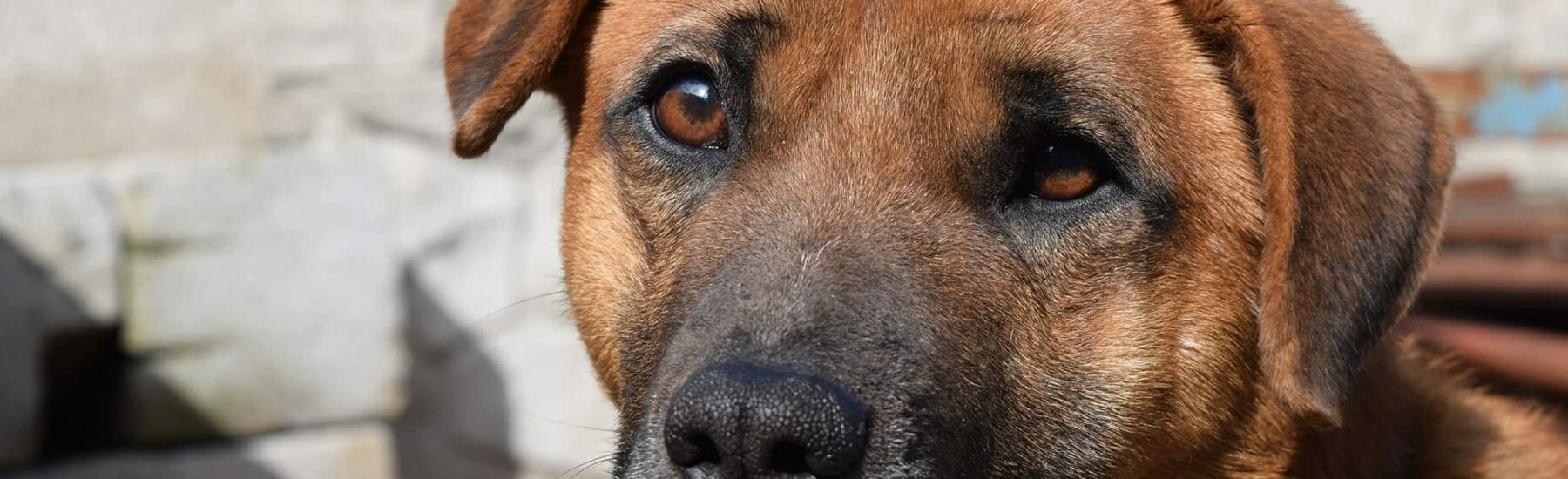 Dog Euthanasia Home Euthanasia For Dogs Catrysse Veterinary Clinic